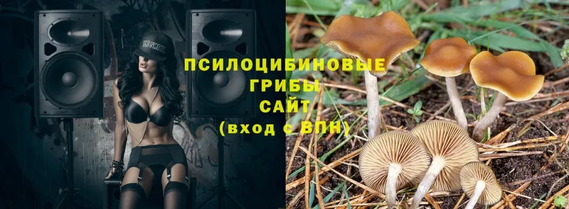 KRAKEN ССЫЛКА  Вятские Поляны  Псилоцибиновые грибы Magic Shrooms 